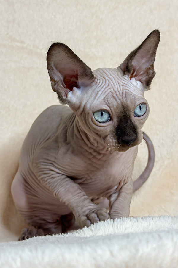 Ken | Canadian Sphynx Kitten