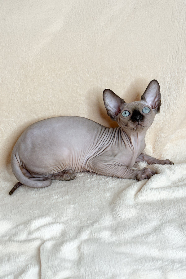 Ken | Canadian Sphynx Kitten