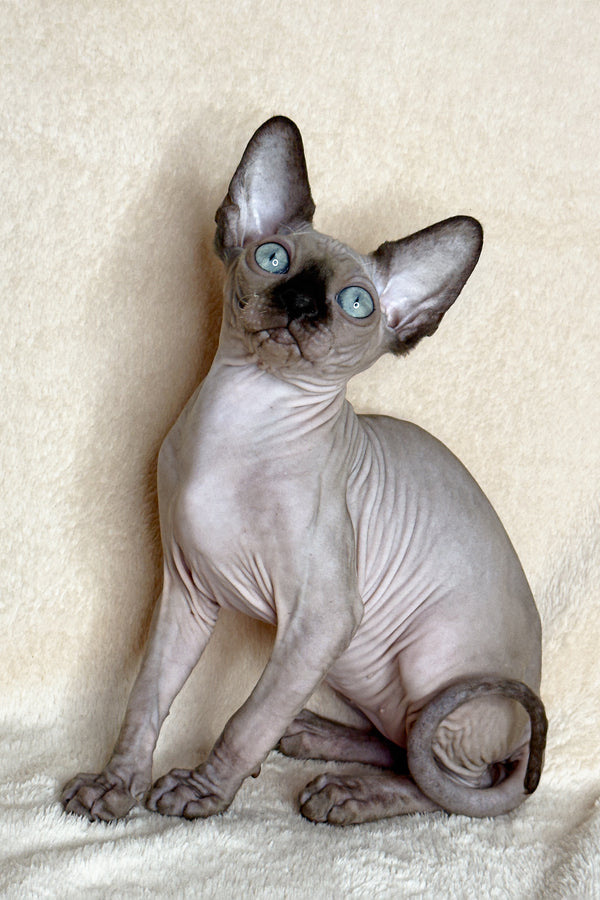 Ken | Canadian Sphynx Kitten