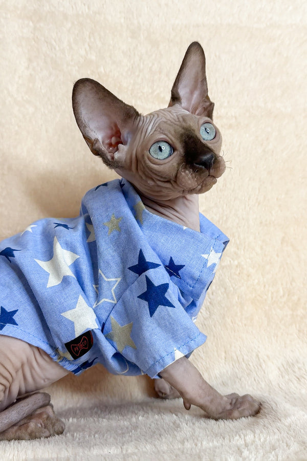 Ken | Canadian Sphynx Kitten