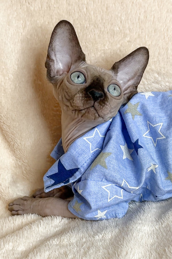 Ken | Canadian Sphynx Kitten