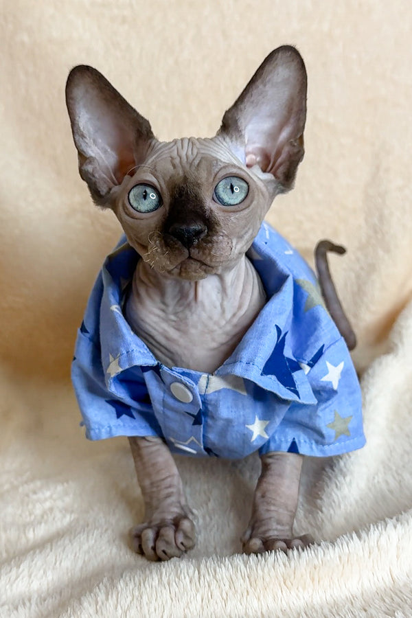Ken the Canadian Sphynx Kitten in Blue Pajamas - Main Image