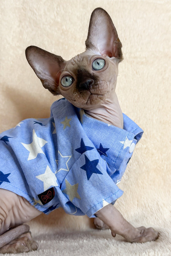 Ken | Canadian Sphynx Kitten