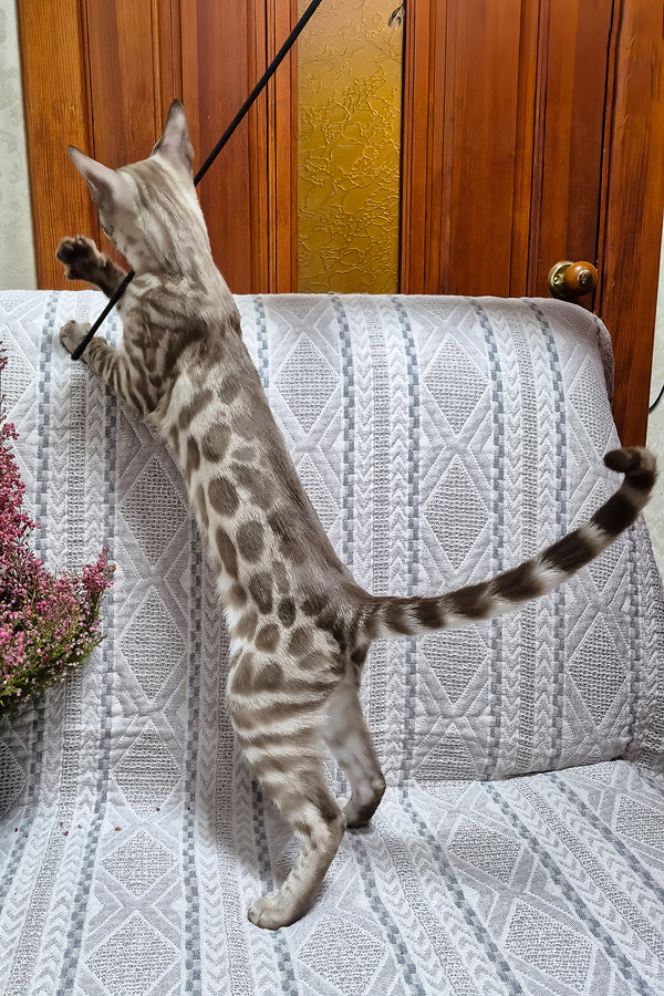 Kent | Bengal Kitten