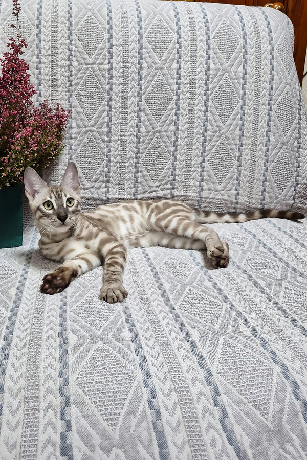 Kent | Bengal Kitten