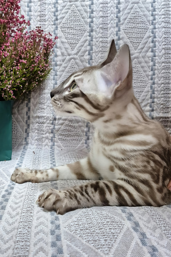 Kent | Bengal Kitten
