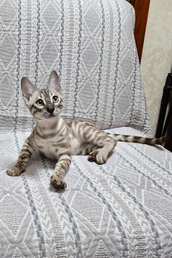 Kent | Bengal Kitten