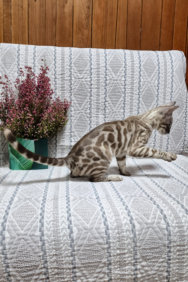 Kent | Bengal Kitten