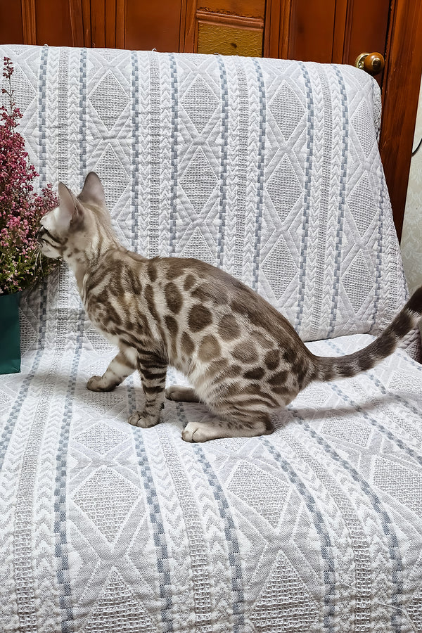 Kent | Bengal Kitten
