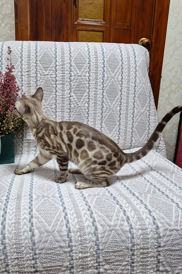 Kent | Bengal Kitten