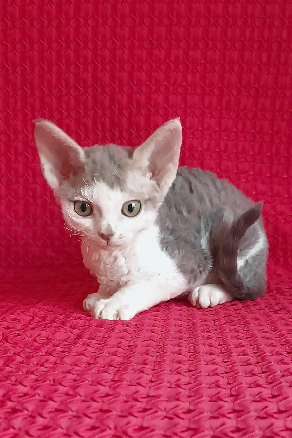 Kevin | Devon Rex Kitten