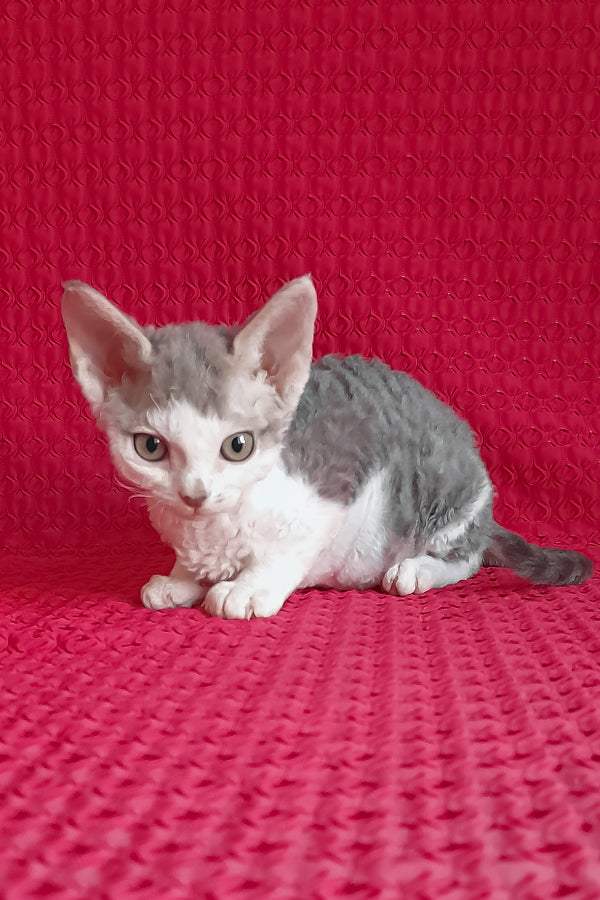 Kevin | Devon Rex Kitten