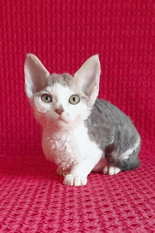Kevin | Devon Rex Kitten
