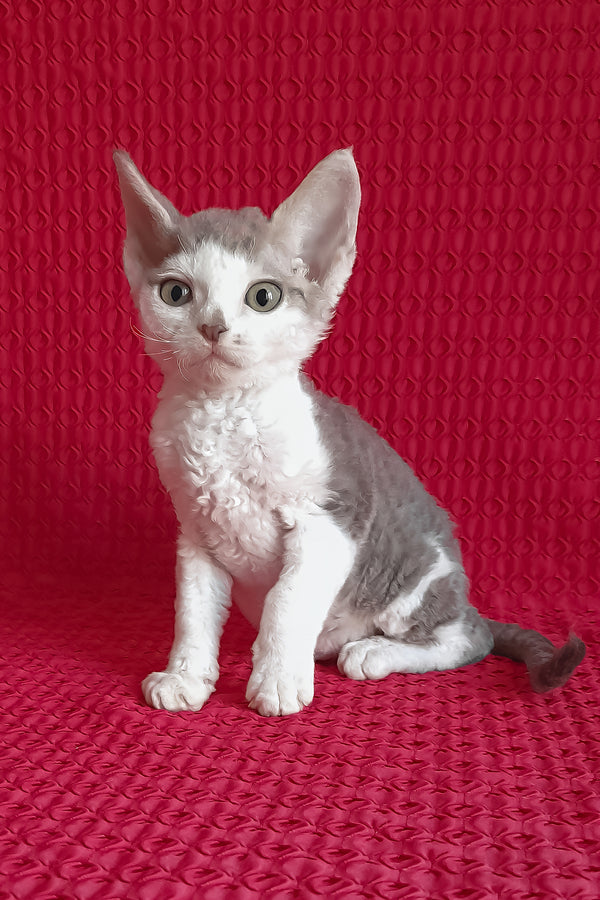 Kevin | Devon Rex Kitten