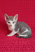 Kevin | Devon Rex Kitten