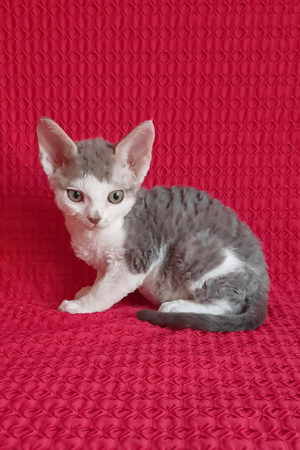 Kevin | Devon Rex Kitten