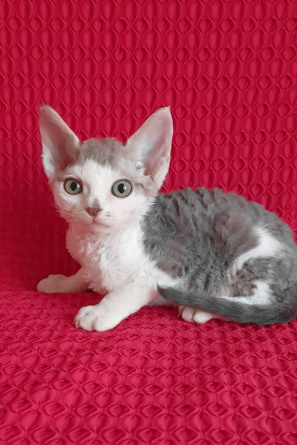 Kevin | Devon Rex Kitten