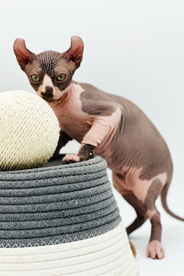 Kevin | Elf Sphynx Kitten