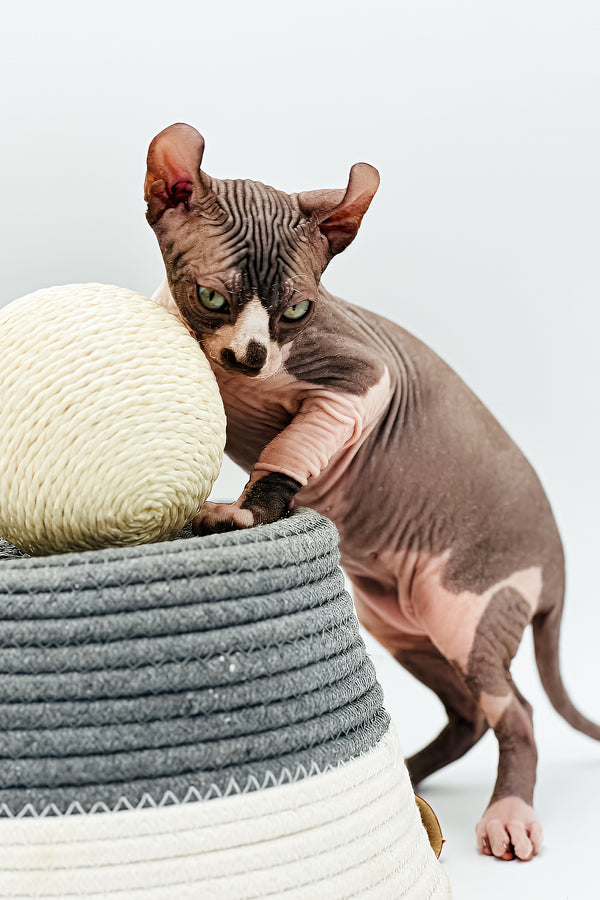 Kevin | Elf Sphynx Kitten