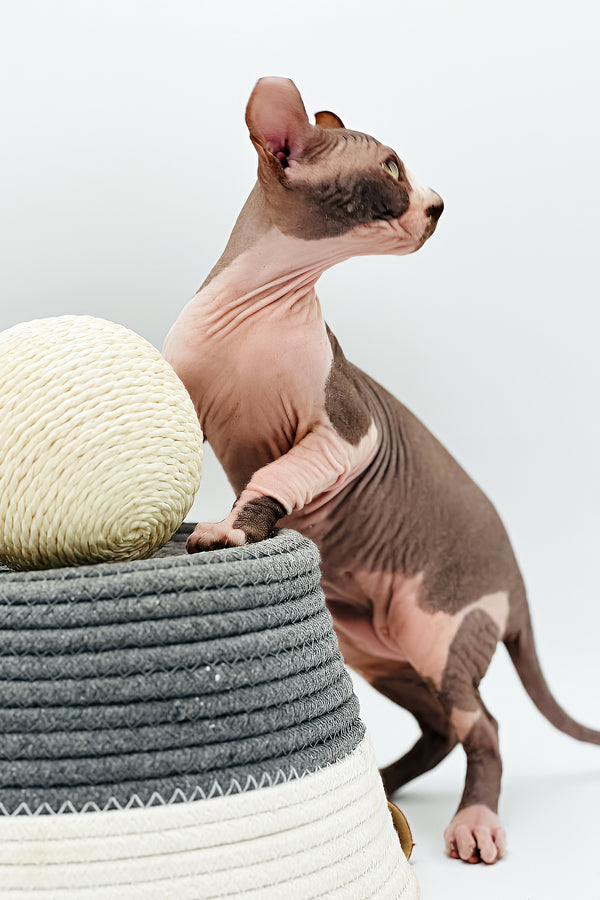 Kevin | Elf Sphynx Kitten