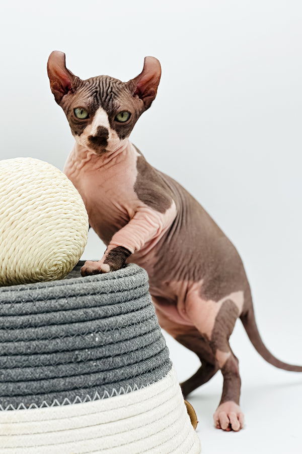 Kevin | Elf Sphynx Kitten