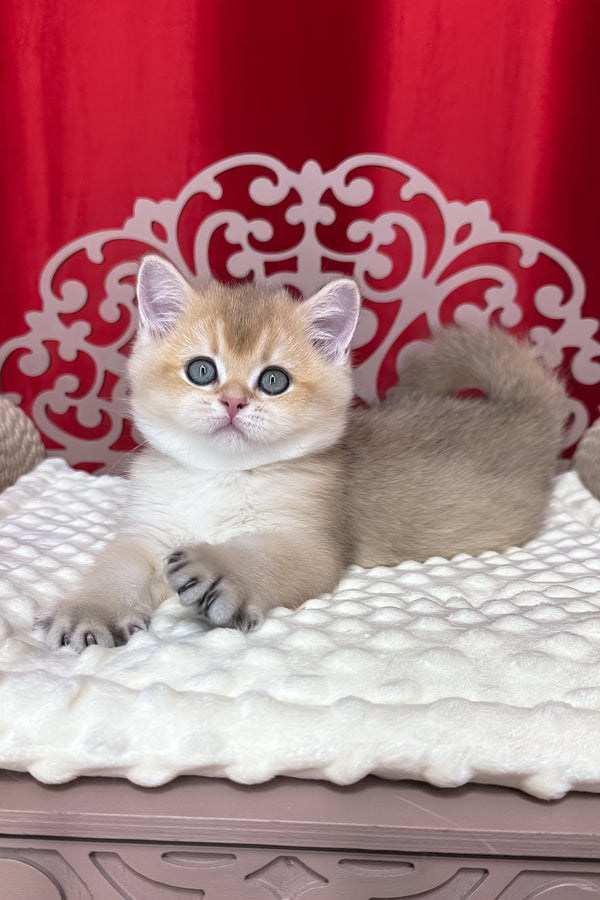 Kevin | British Shorthair Kitten