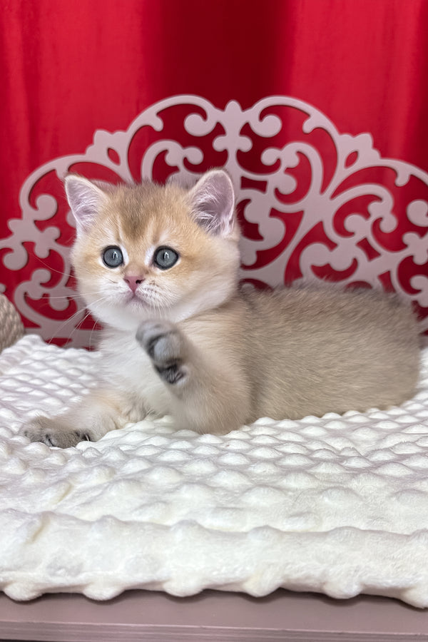 Kevin | British Shorthair Kitten