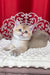 Kevin | British Shorthair Kitten