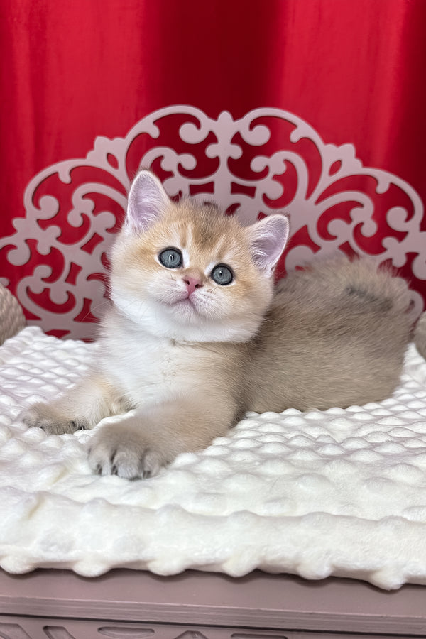 Kevin | British Shorthair Kitten