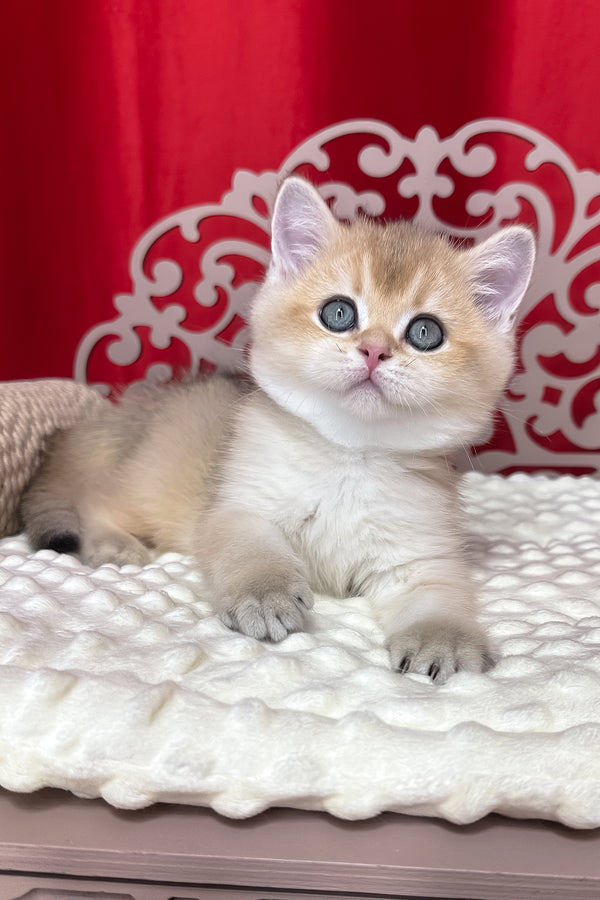 Kevin | British Shorthair Kitten