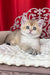 Kevin | British Shorthair Kitten