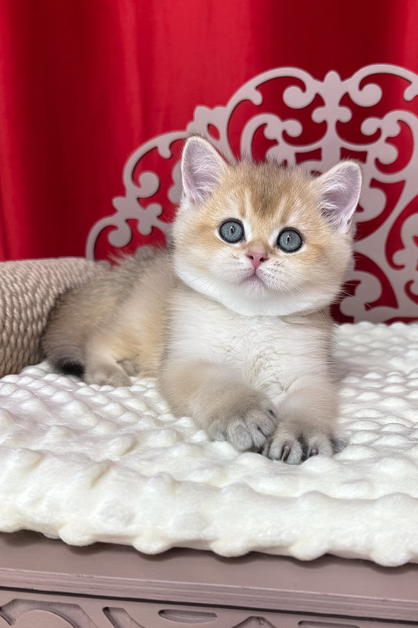 Kevin | British Shorthair Kitten