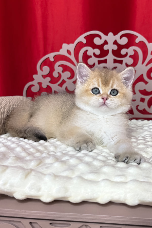 Kevin | British Shorthair Kitten