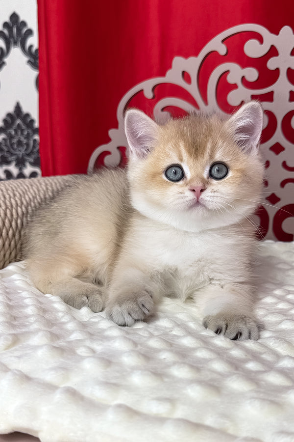 Kevin | British Shorthair Kitten