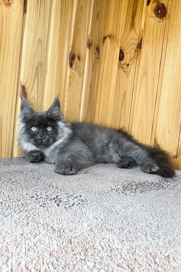 Khan | Maine Coon Kitten