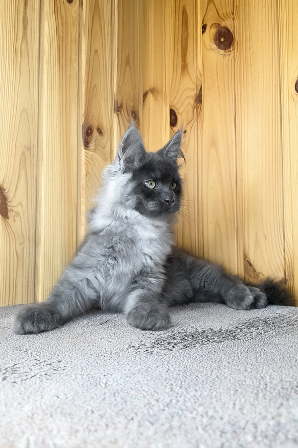 Khan | Maine Coon Kitten