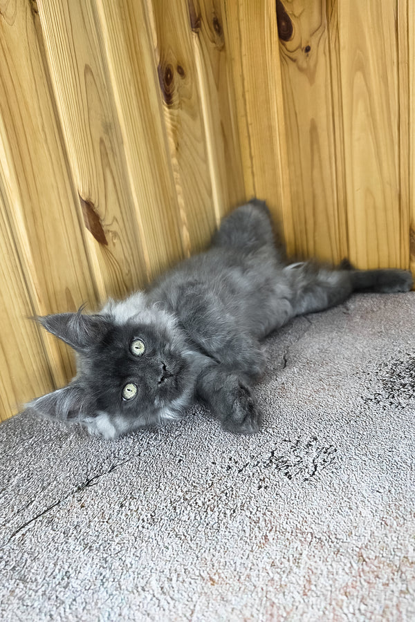 Khan | Maine Coon Kitten
