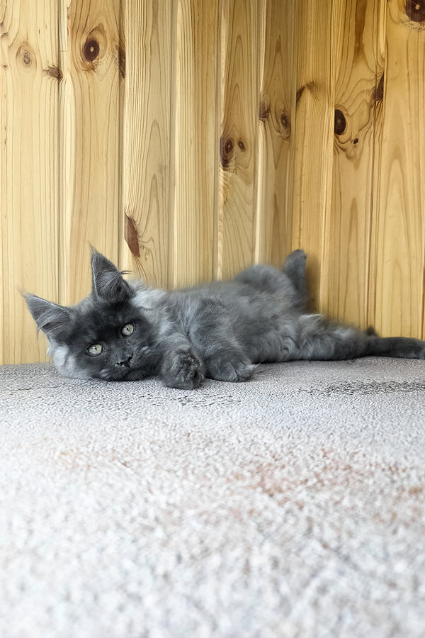 Khan | Maine Coon Kitten