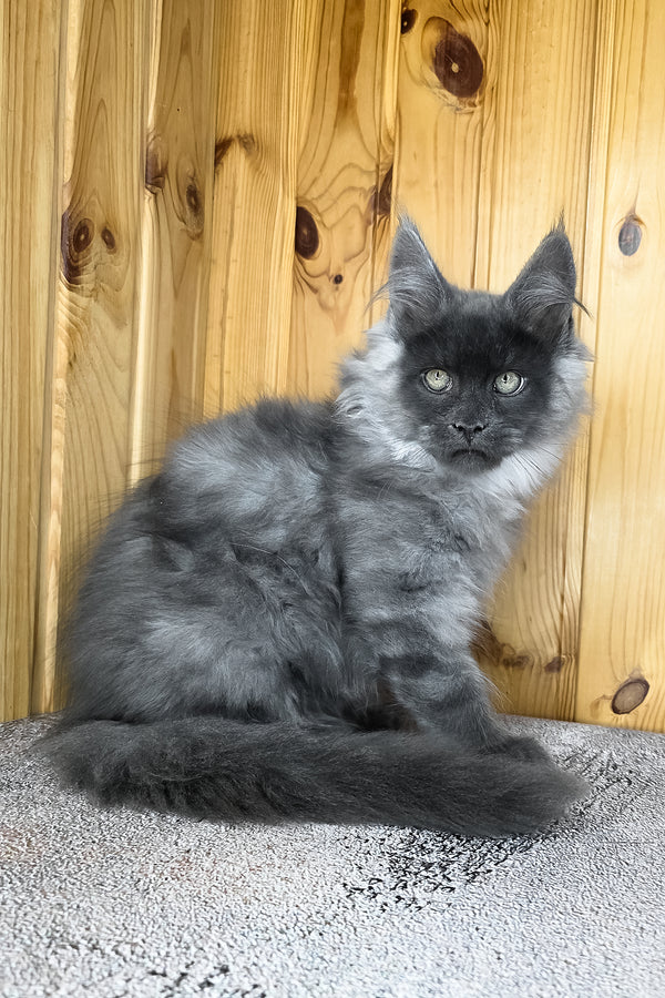 Khan | Maine Coon Kitten