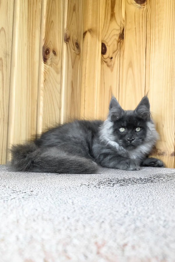 Khan | Maine Coon Kitten