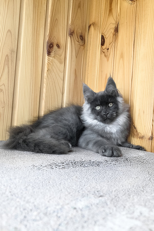 Khan | Maine Coon Kitten