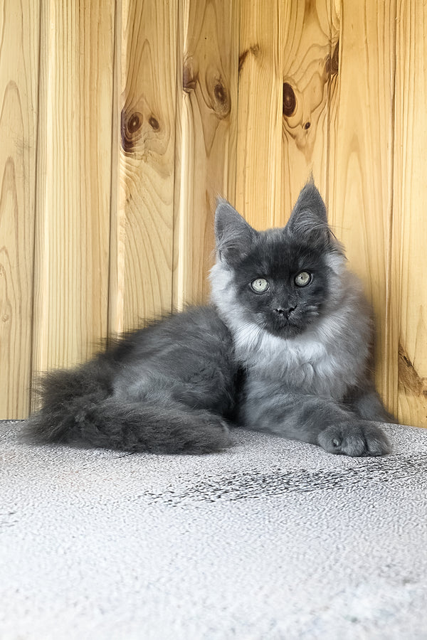 Khan | Maine Coon Kitten