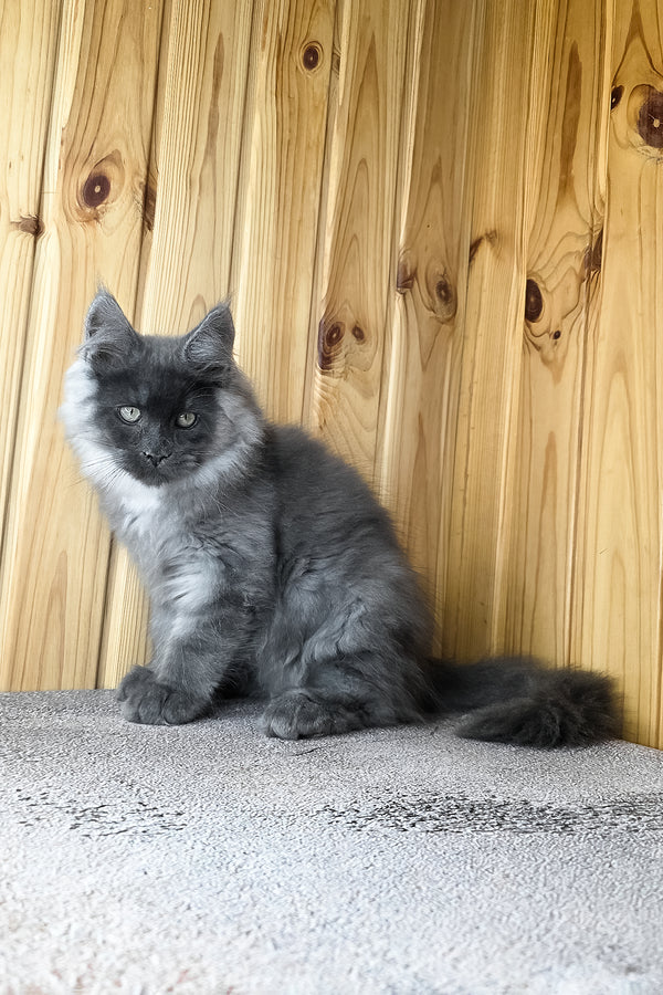 Khan | Maine Coon Kitten