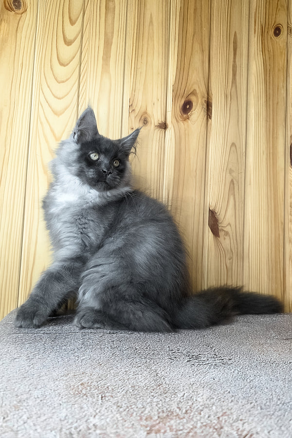 Khan | Maine Coon Kitten
