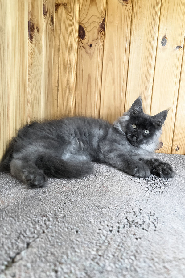 Khan | Maine Coon Kitten