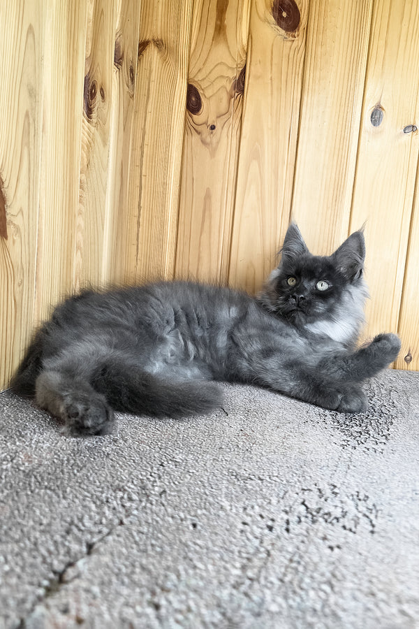 Khan | Maine Coon Kitten