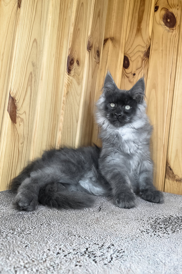 Khan | Maine Coon Kitten
