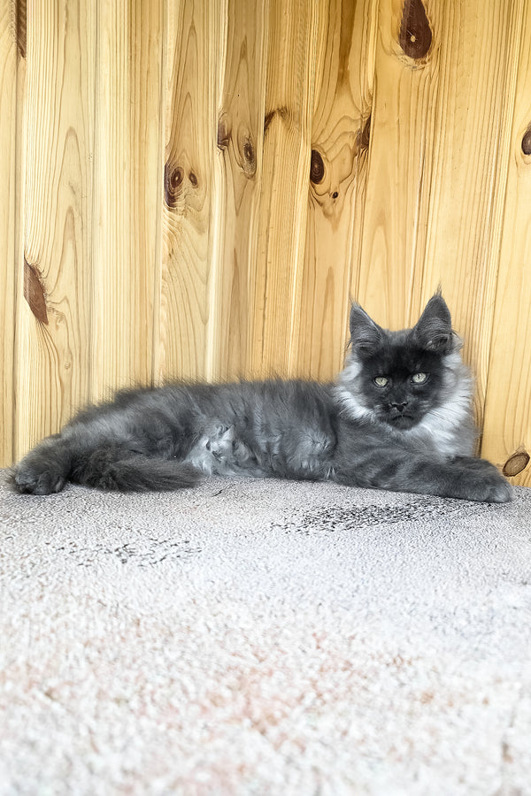 Khan | Maine Coon Kitten