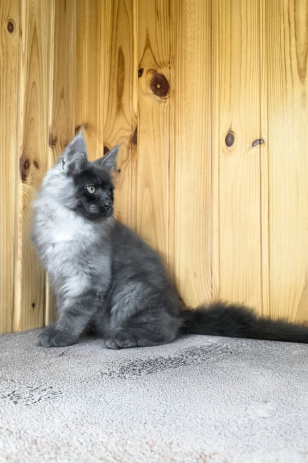 Khan | Maine Coon Kitten