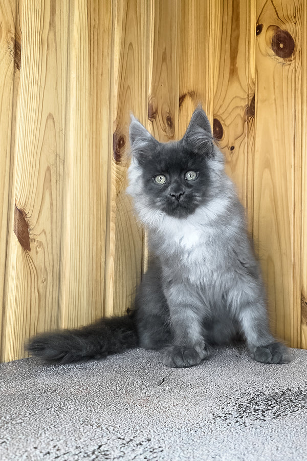 Khan | Maine Coon Kitten